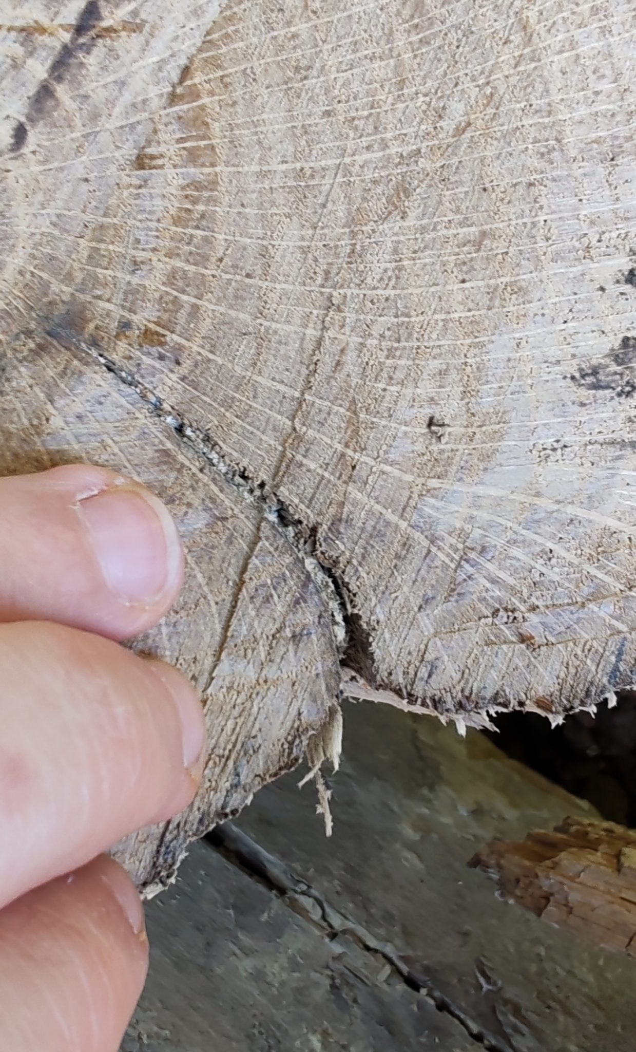 Ciuperca identificată în crăpăturile lemnului aparent sănătos.